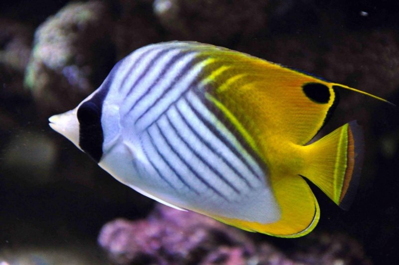 Рыба Chaetodon Auriga