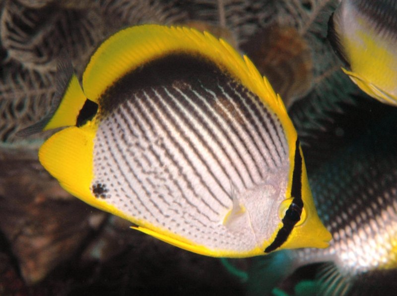Chaetodon melannotus