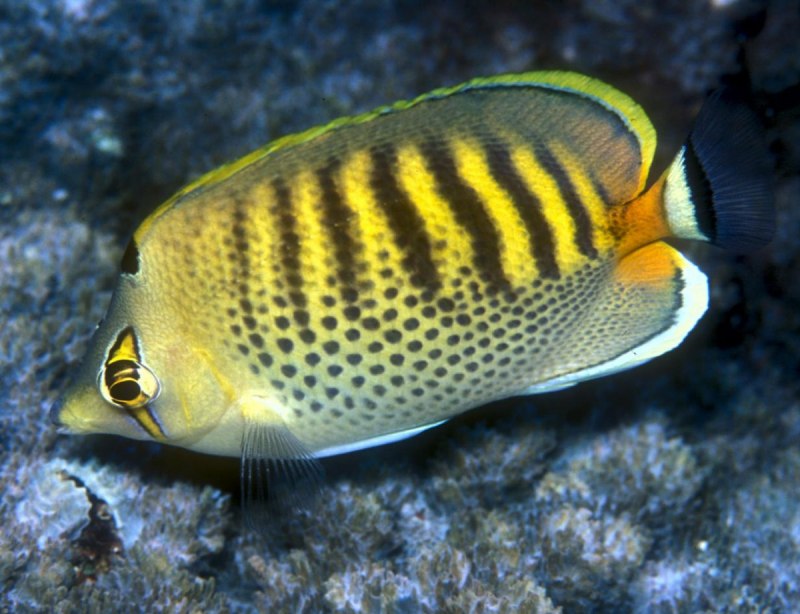 Chaetodon pelewensis