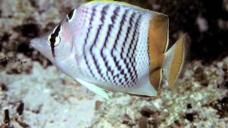 Chaetodon madagascariensis