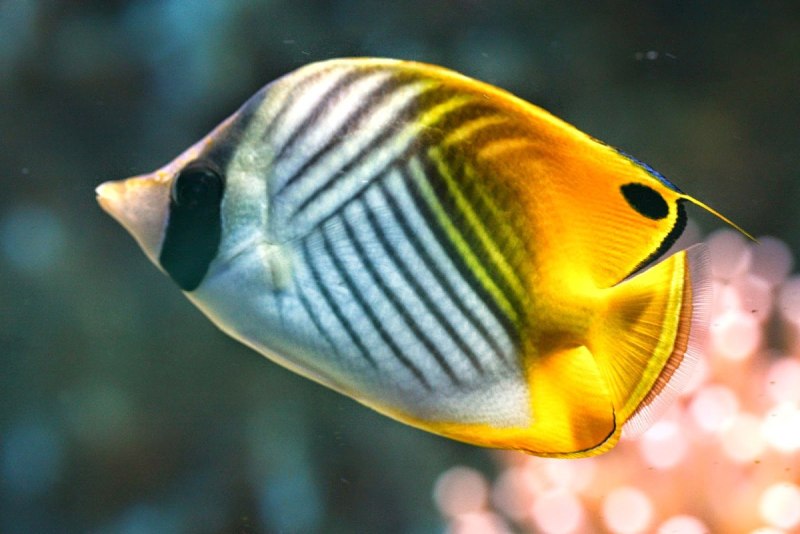 Chaetodon Auriga