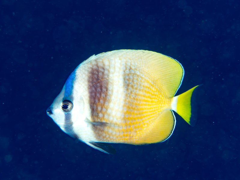 Chaetodon kleinii