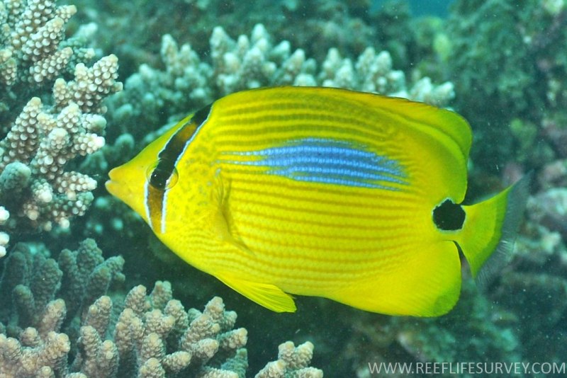 Chaetodon Plebeius