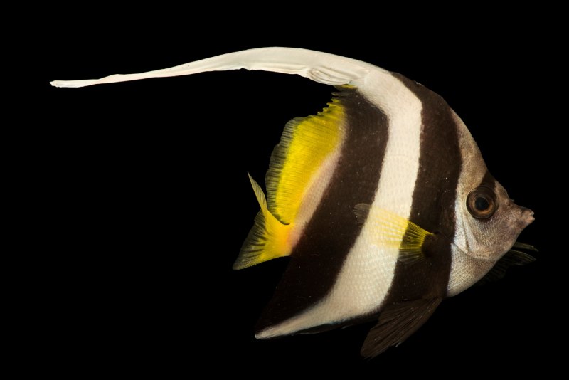 Heniochus acuminatus