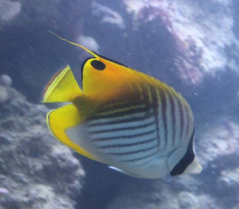 Chaetodon Auriga