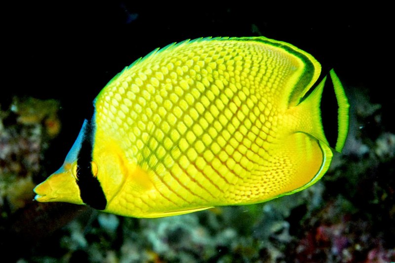 Chaetodon rafflesi