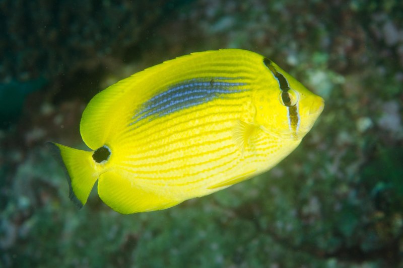 Chaetodon Plebeius