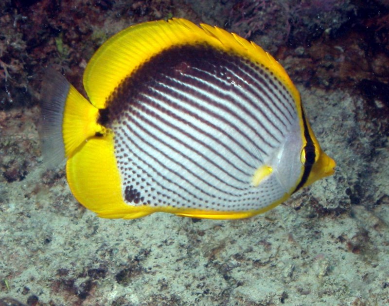 Chaetodon melannotus