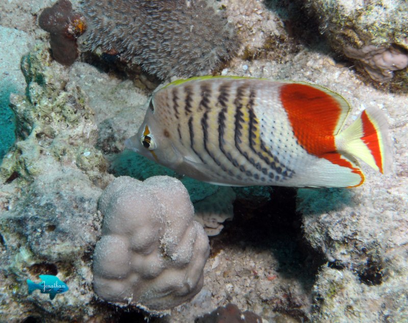 Chaetodon paucifasciatus