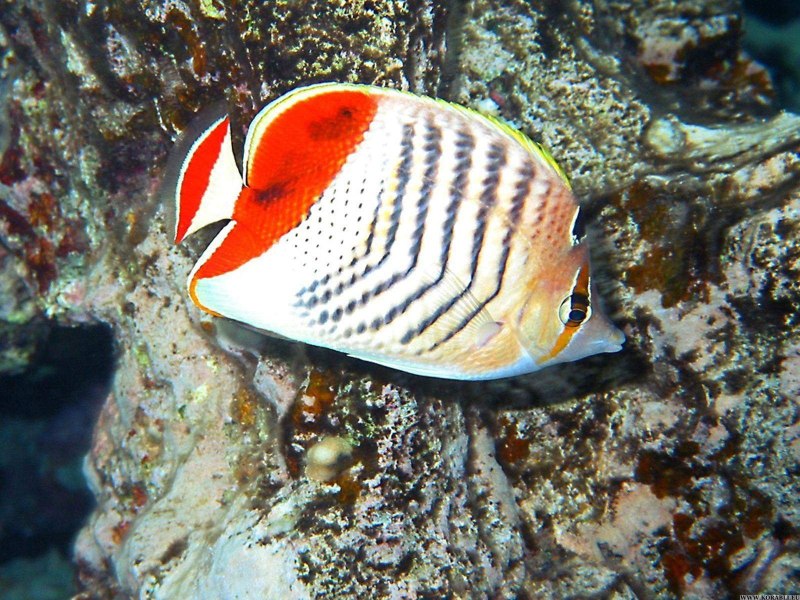 Chaetodon xanthurus