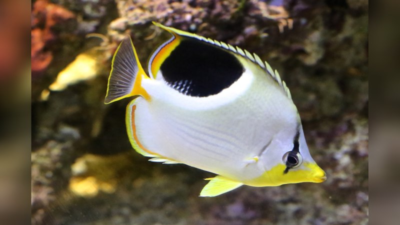 Chaetodon ephippium