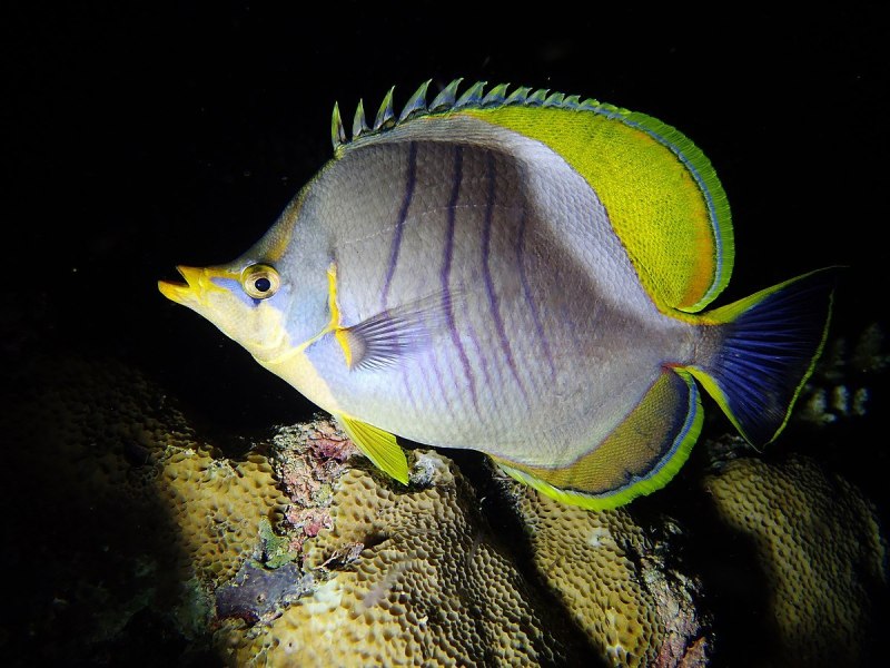 Chaetodon xanthocephalus