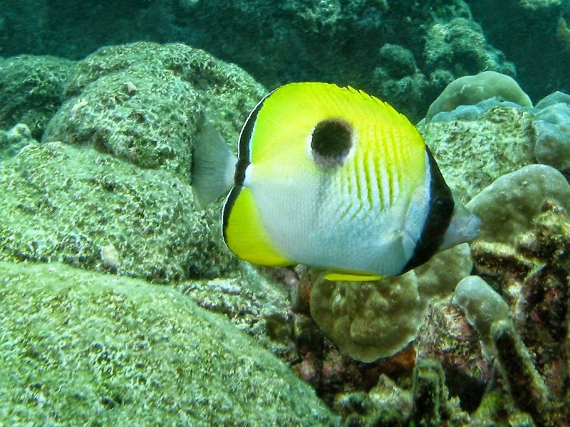 Chaetodon unimaculatus