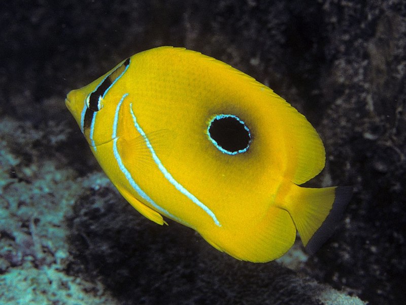 Chaetodon kleinii