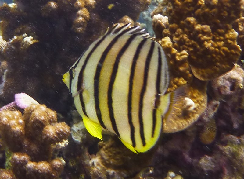 Chaetodon octofasciatus