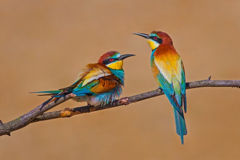 European Bee-Eater (merops apiaster)