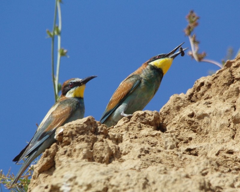 Золотистая щурка merops apiaster (Linnaeus, 1758)