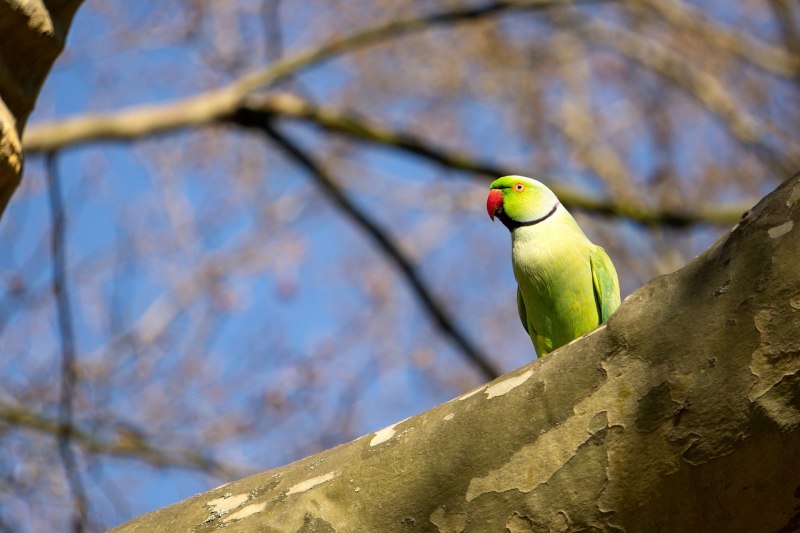 Small Parrot