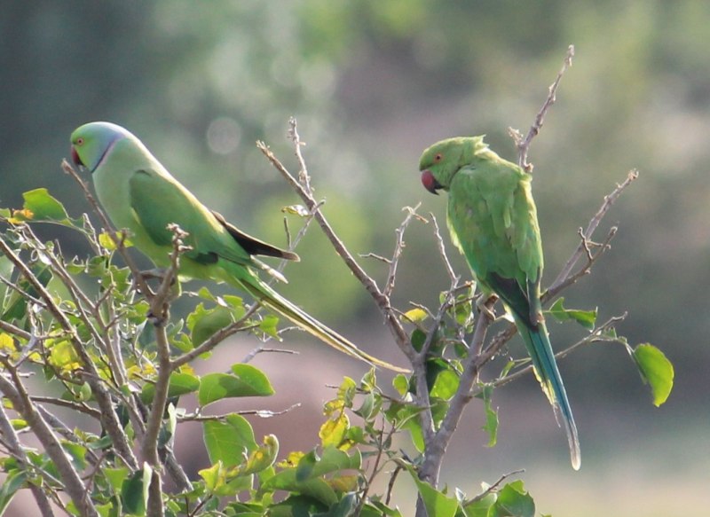Rose Ringed Parakeet