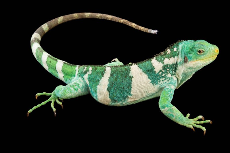 Brachylophus fasciatus