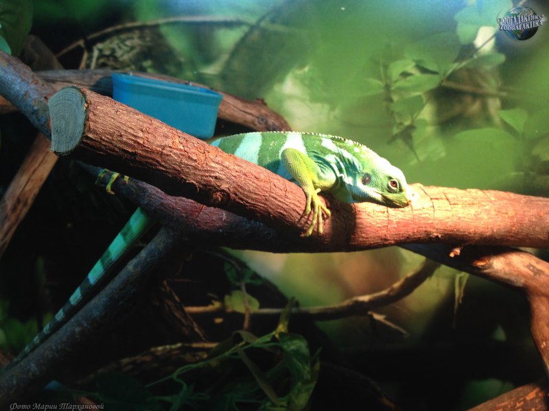 Brachylophus fasciatus