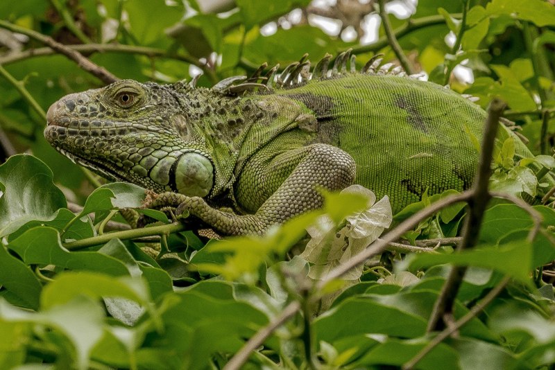 Iguana манго