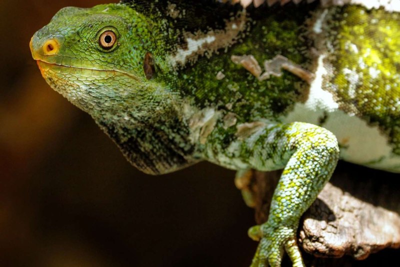Brachylophus Vitiensis