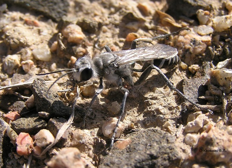 Prionyx haberhaueri