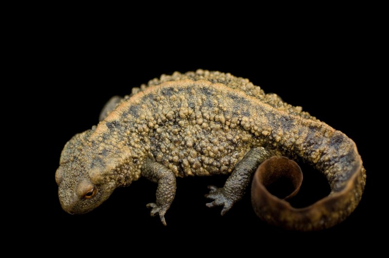 Paramesotriton hongkongensis