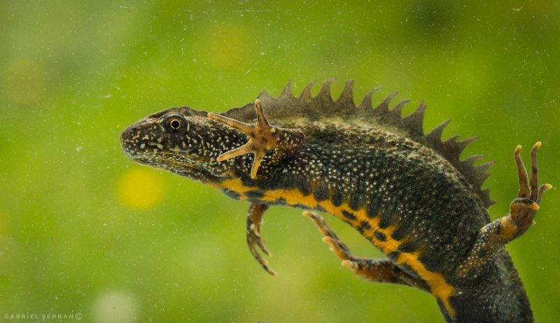 Triturus cristatus гребенчатый Тритон