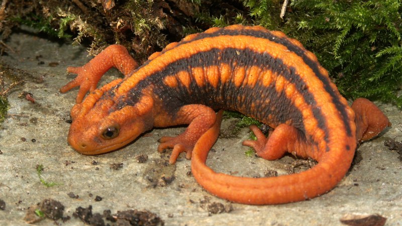 Tylototriton SHANJING