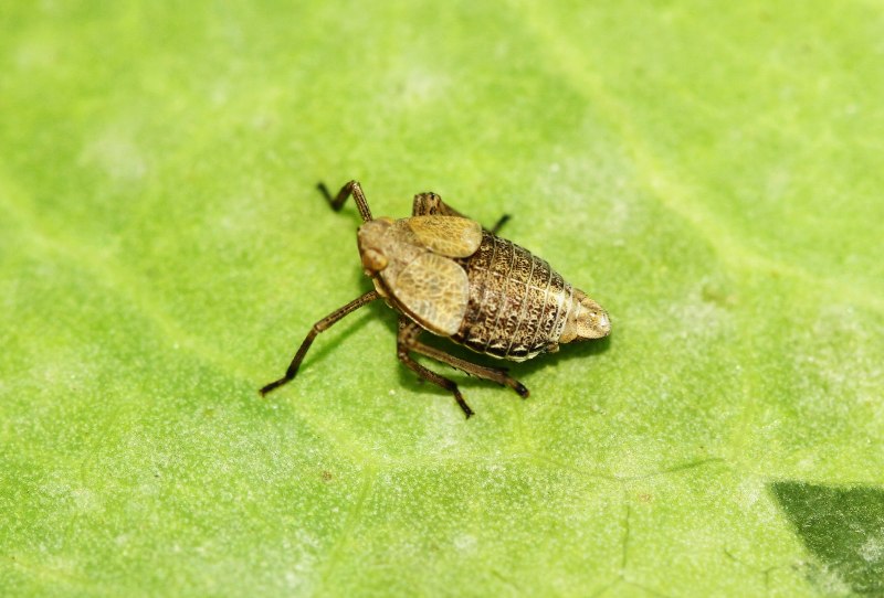 Dictyopharidae