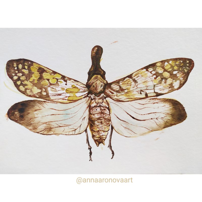 Триблиографа -- Trybliographa rapae Westw.