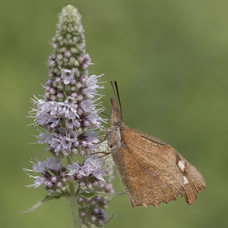 Libythea Cinyras