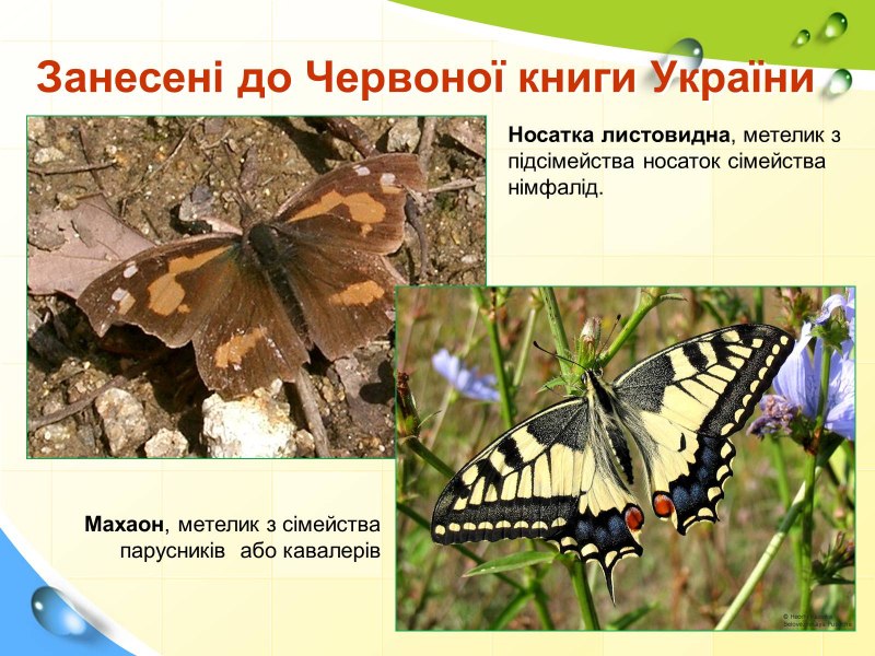 Метелики занесені до Червоної книги України