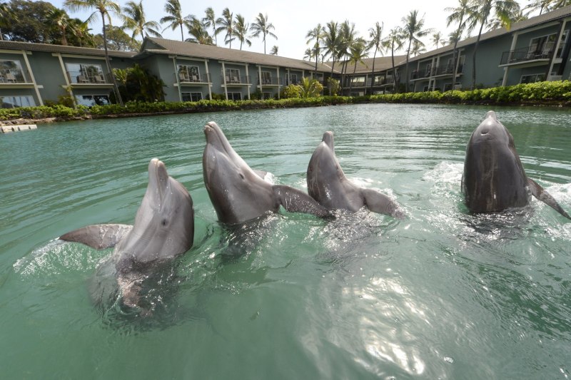 Dolphin Quest