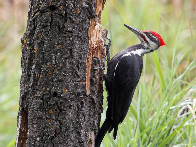 Pileated Woodpecker
