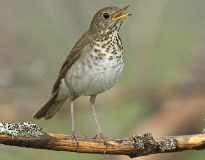 Bicknell's Thrush (Catharus bicknelli)