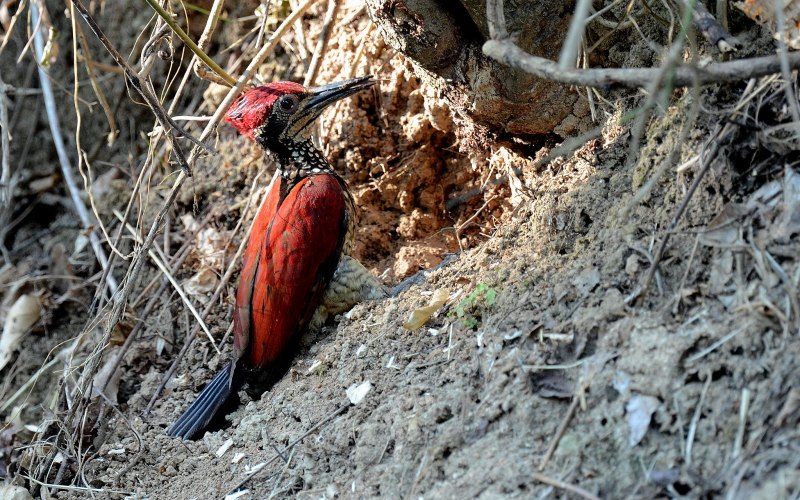 Chrysocolaptes haematribon