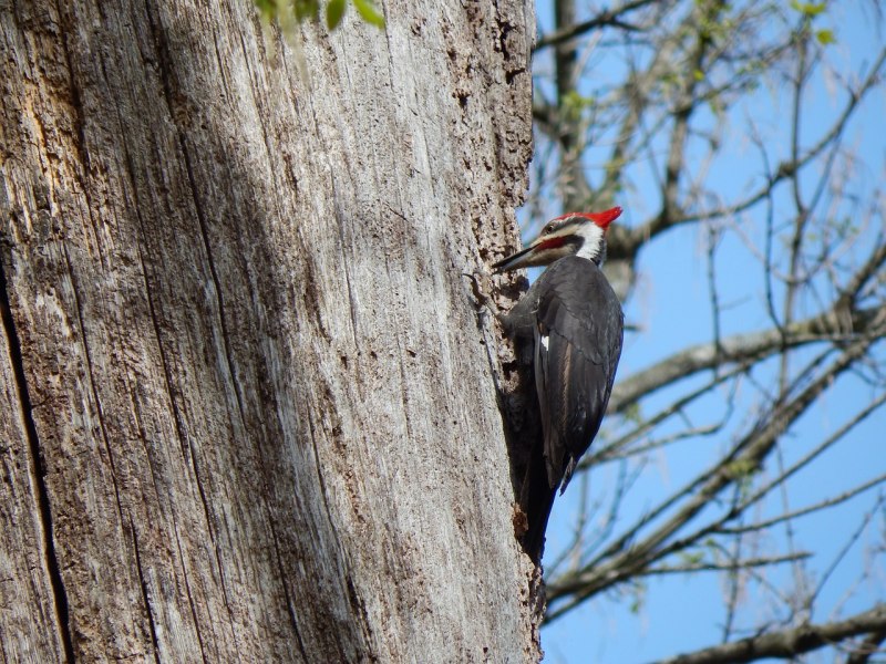 Дятел Dryocopus pileatus