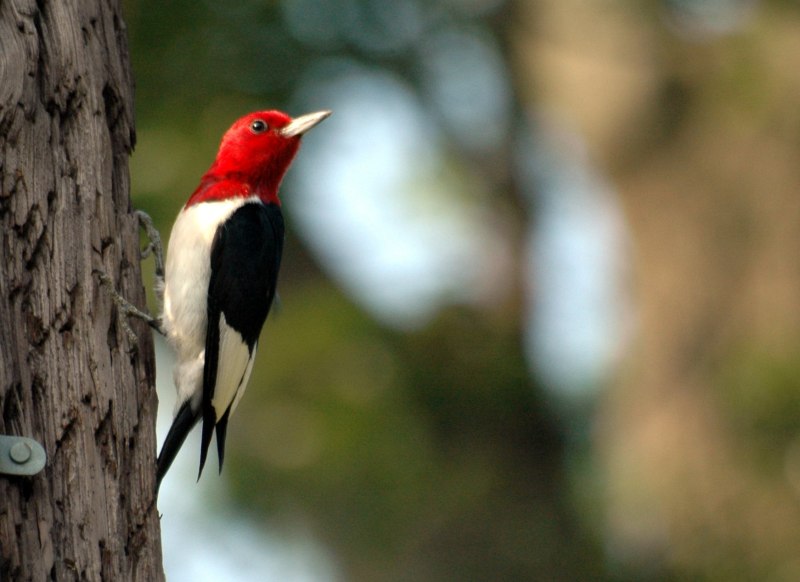Melanerpes erythrocephalus