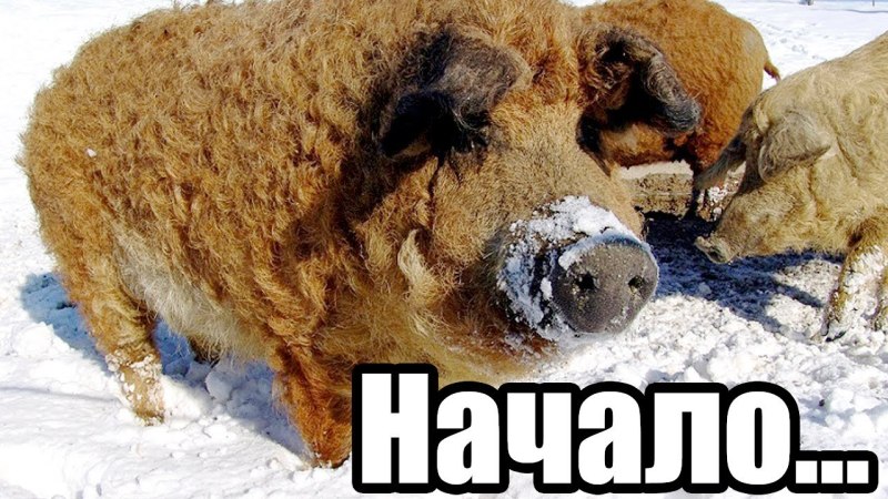 Венгерская мангалица