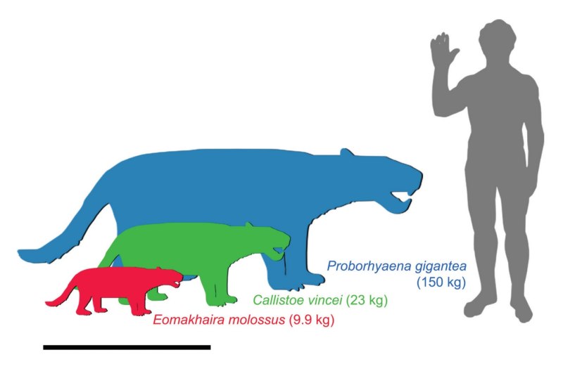 Proborhyaena gigantea