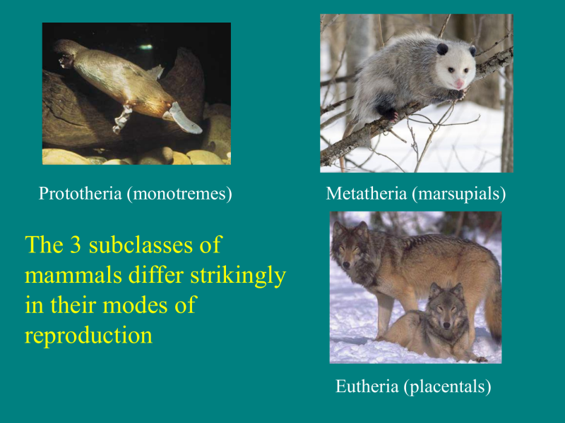 Metatheria