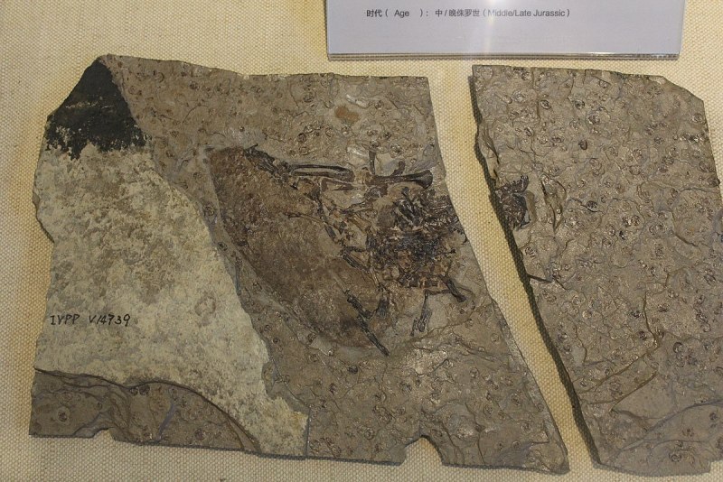 Volaticotherium antiquum