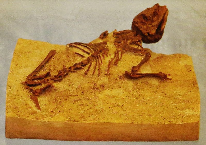 Shamosuchus djadochtaensis