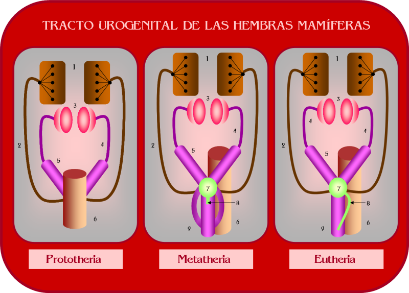 Urogenital Probe