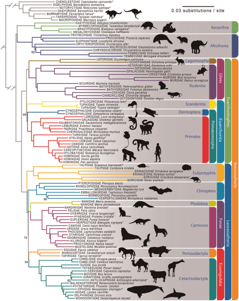Mammal phylogeny