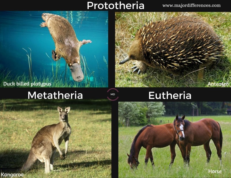 Eutherian mammals