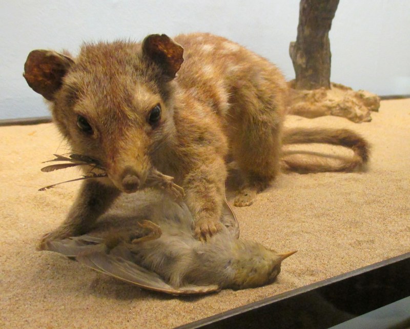 Dasyurus geoffroii